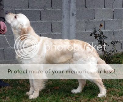Dog picture