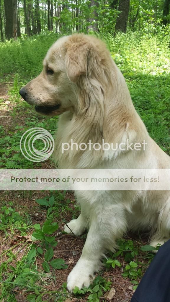 Dog picture