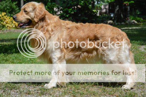 Dog picture
