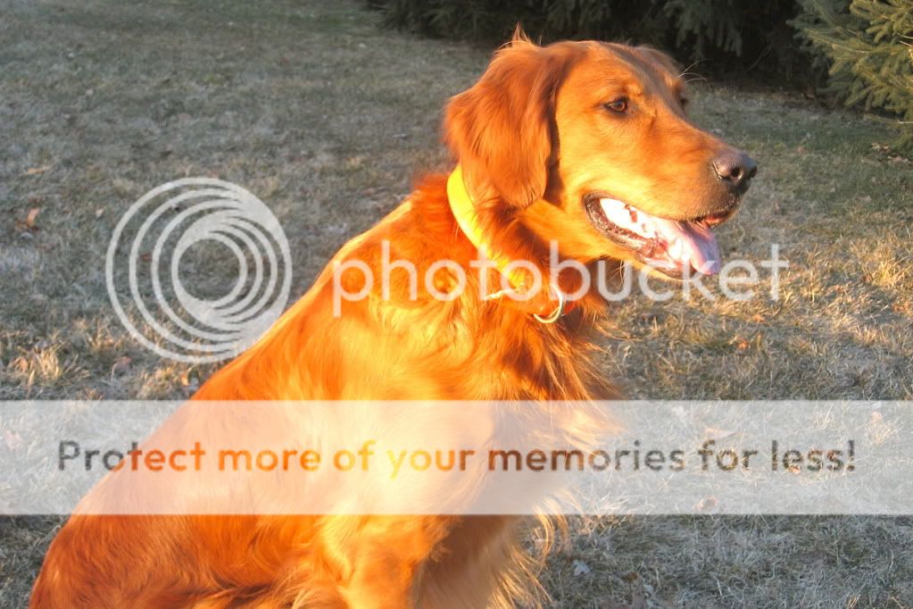 Dog picture