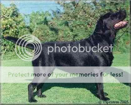Dog picture