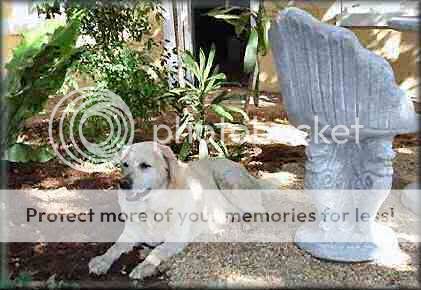 Dog picture