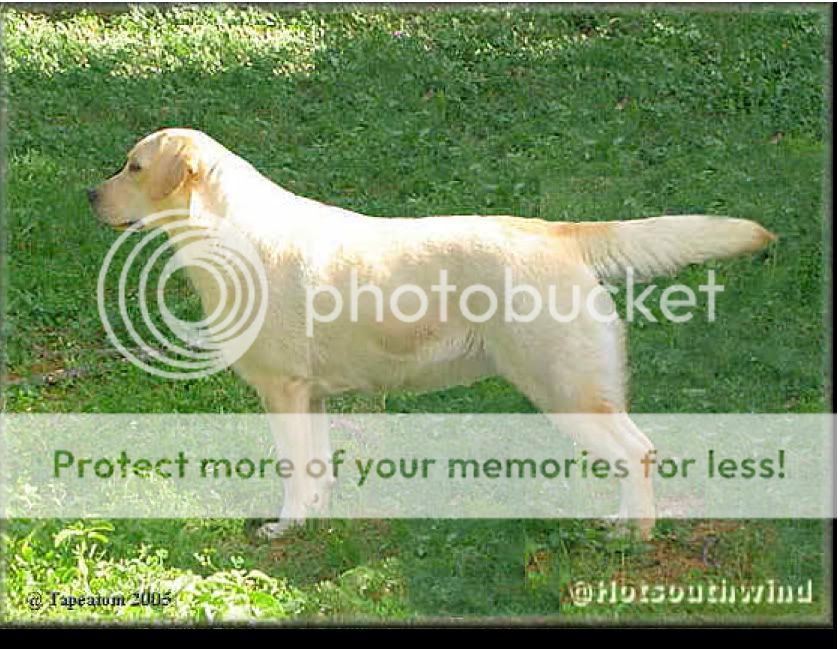 Dog picture