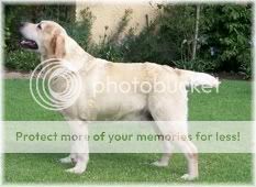 Dog picture