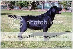Dog picture