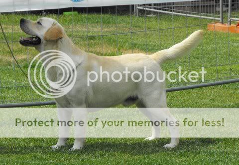 Dog picture