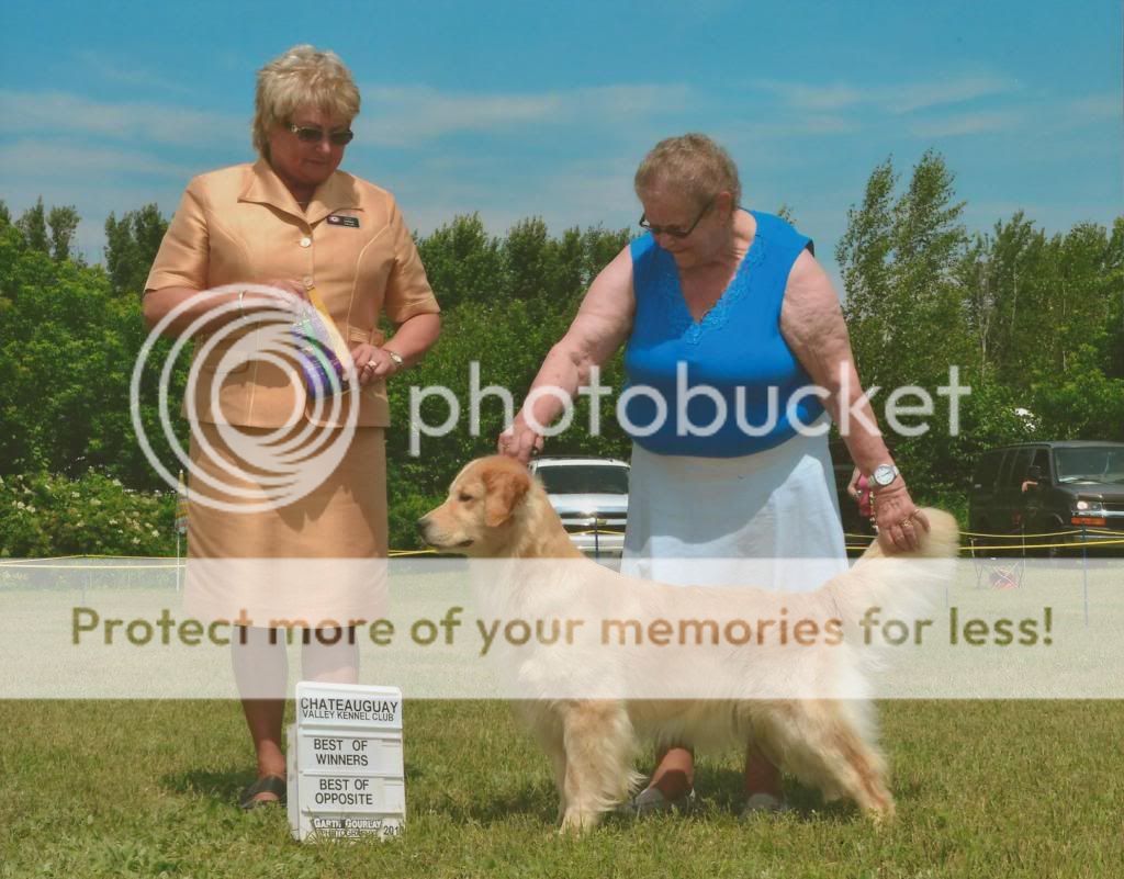 Dog picture