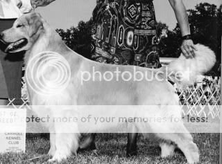 Dog picture
