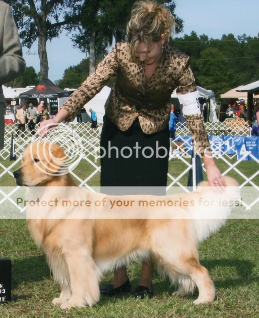 Dog picture