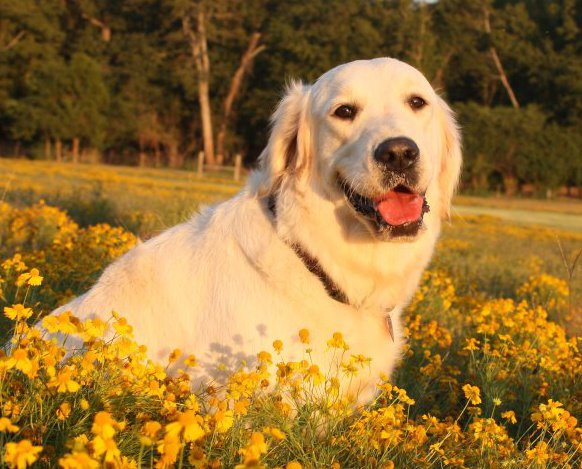 Dog picture