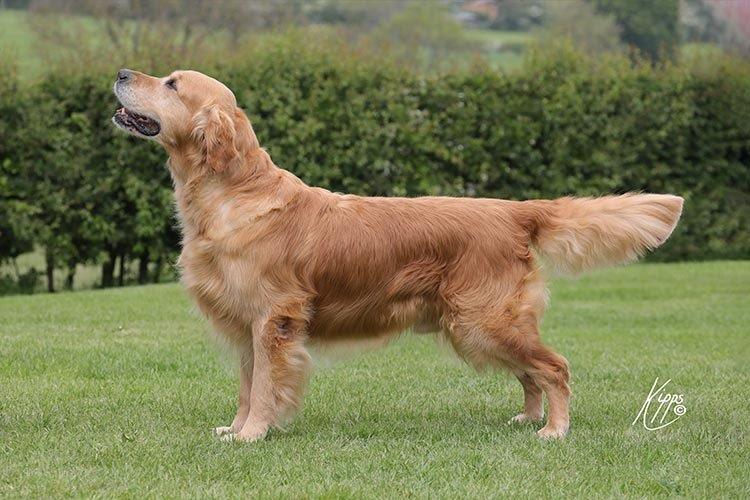 Dog picture
