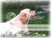 Dog picture