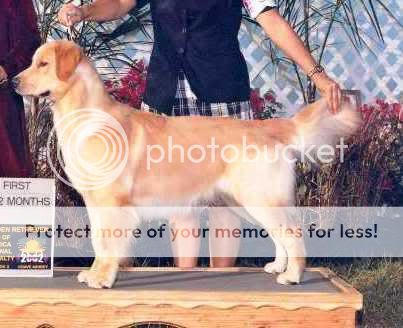 Dog picture