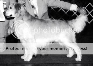 Dog picture