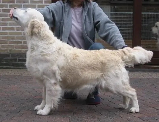 Dog picture