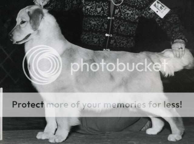 Dog picture