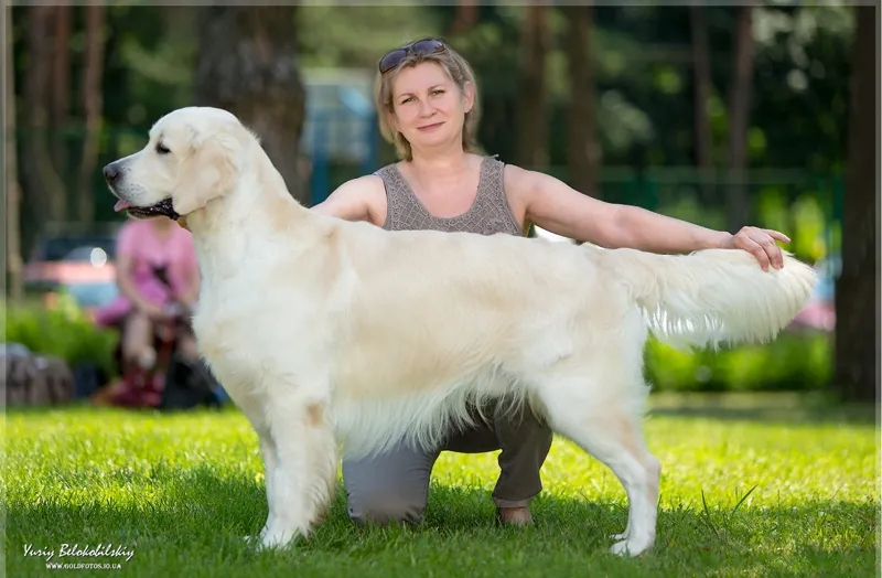 Dog picture