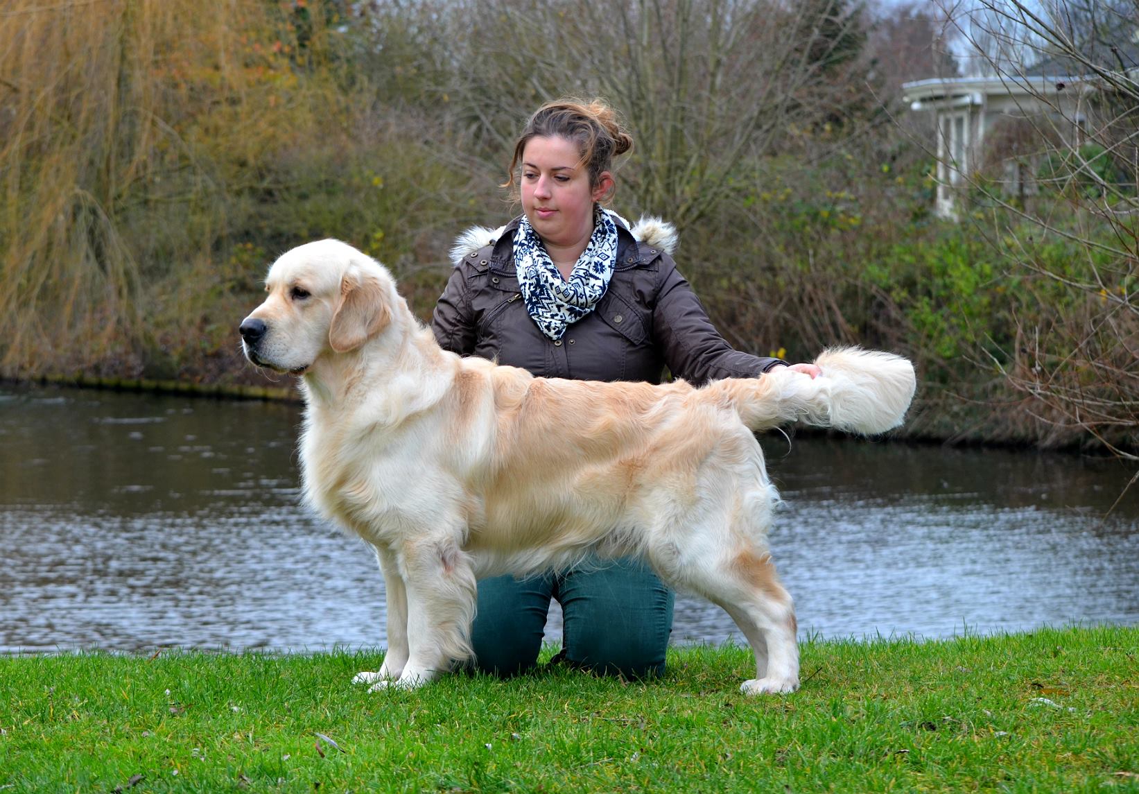 Dog picture