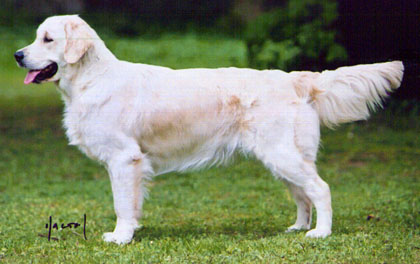 Dog picture