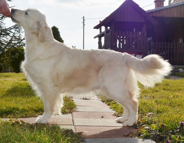 Dog picture