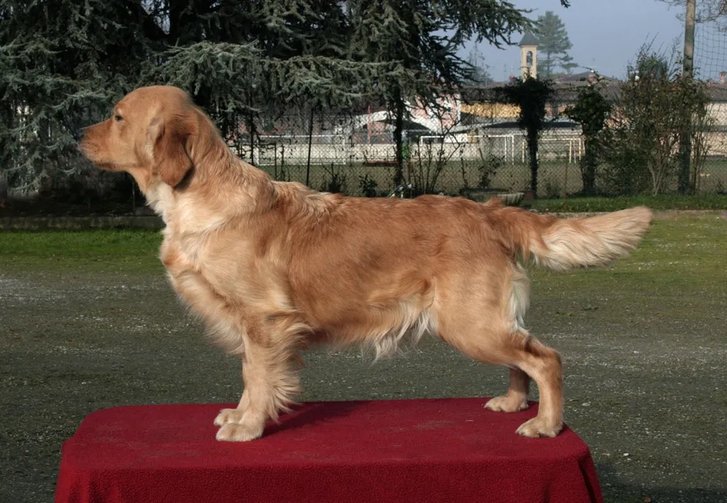 Dog picture