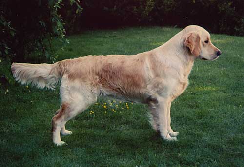 Dog picture