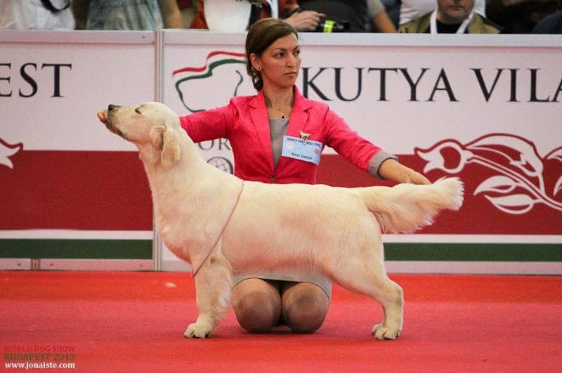 Dog picture