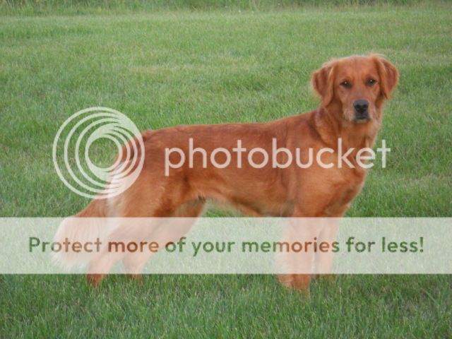 Dog picture