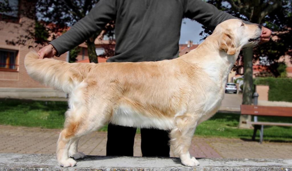 Dog picture