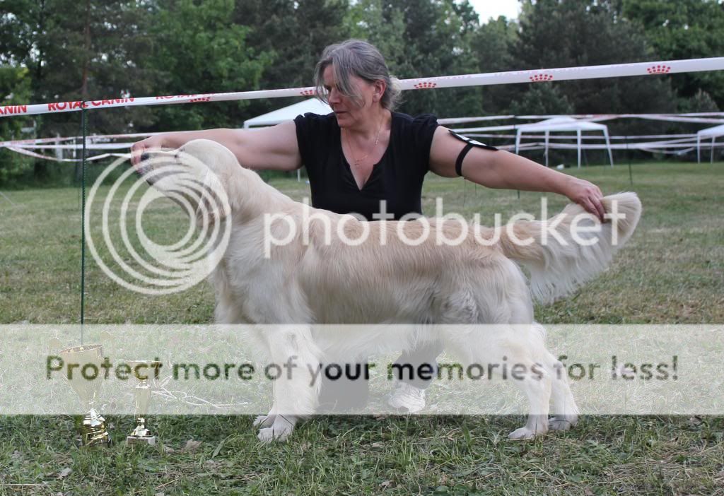 Dog picture