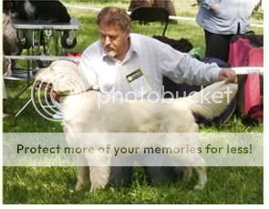 Dog picture
