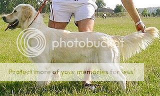 Dog picture