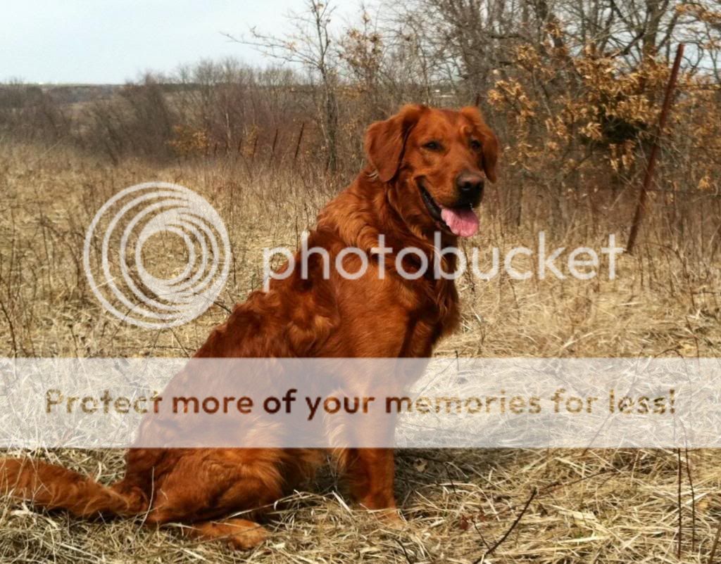 Dog picture