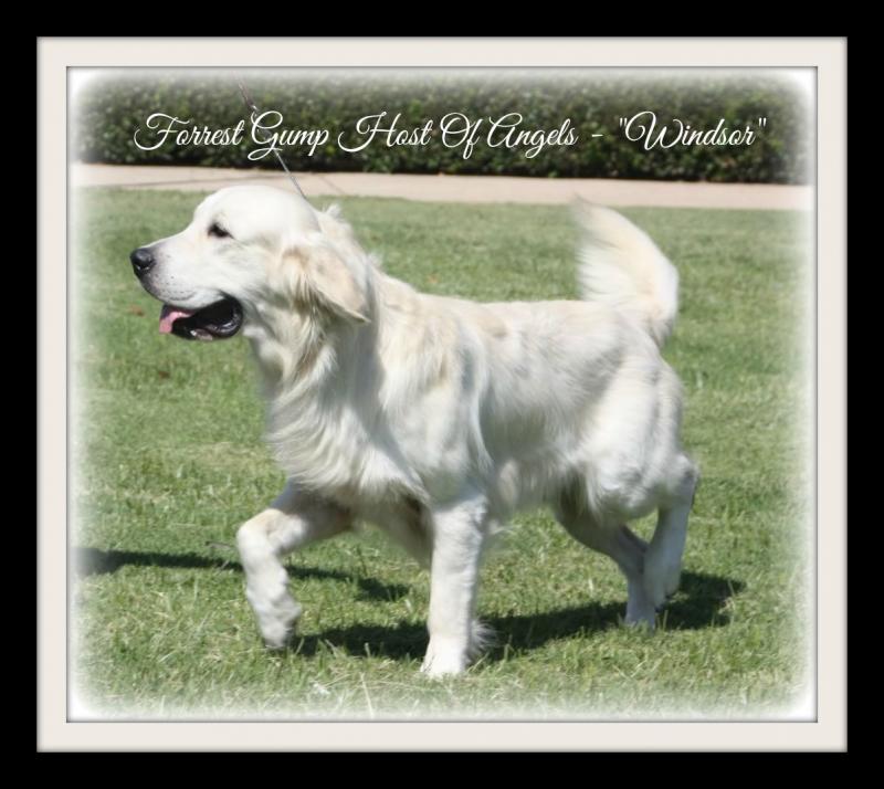 Dog picture