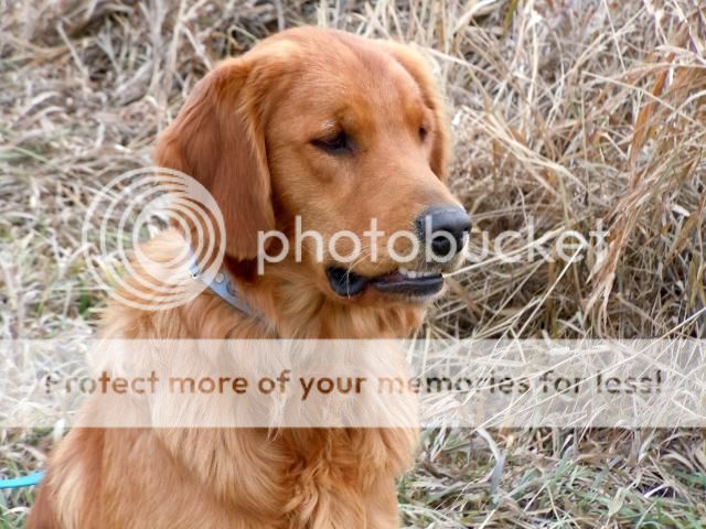 Dog picture
