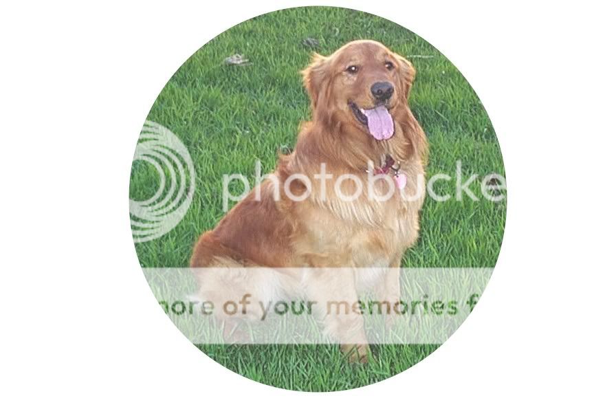 Dog picture