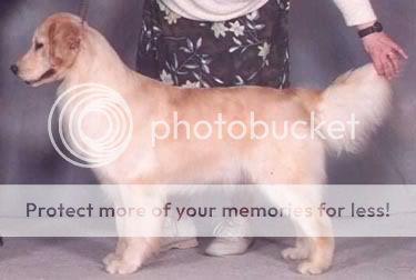 Dog picture