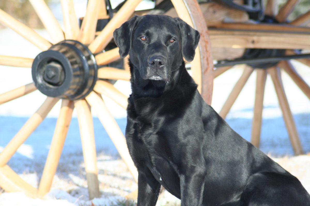 Dog picture