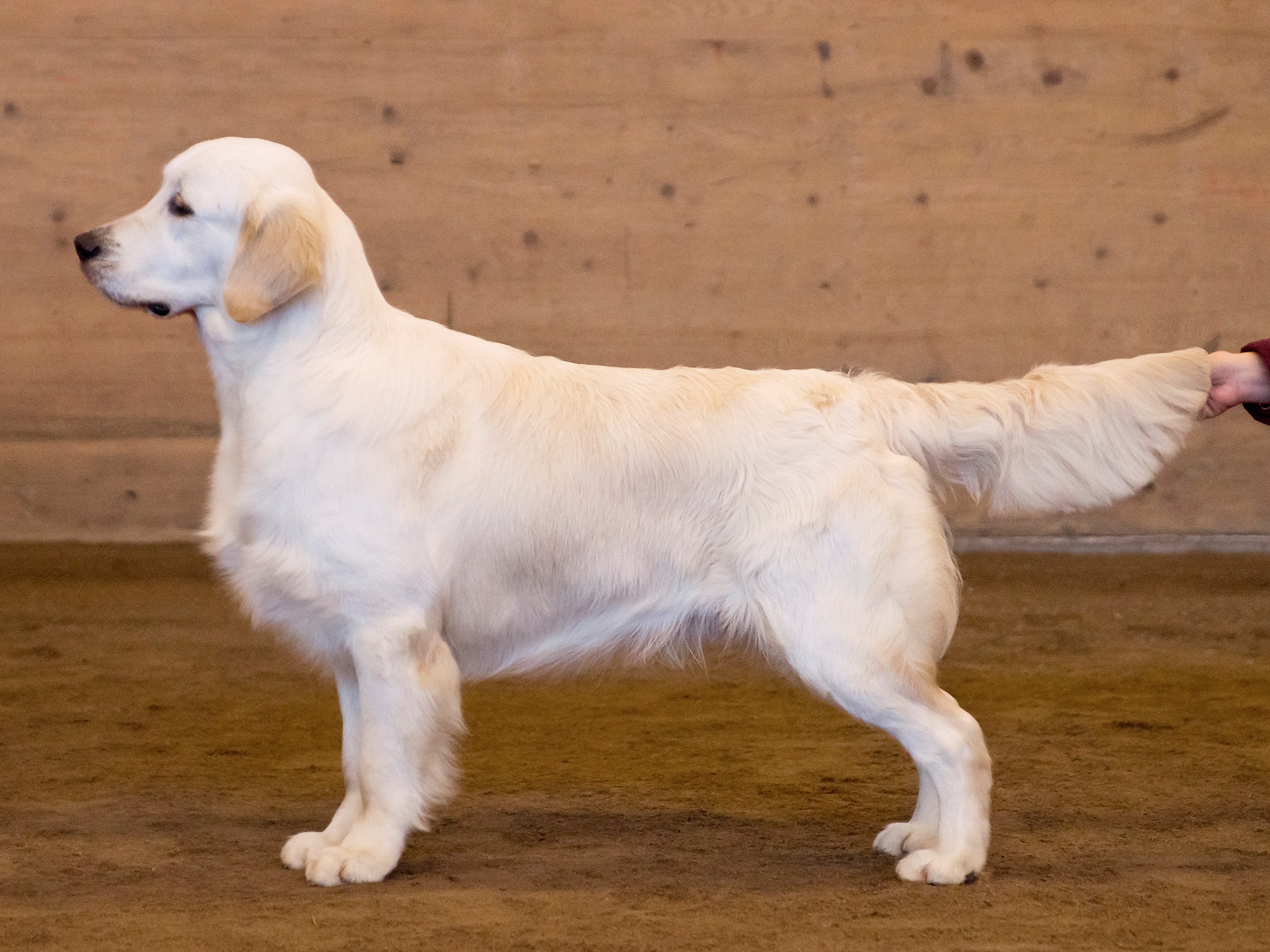 Dog picture