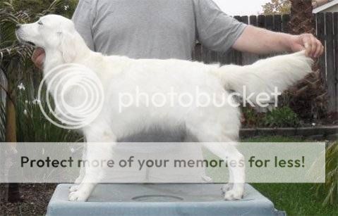 Dog picture