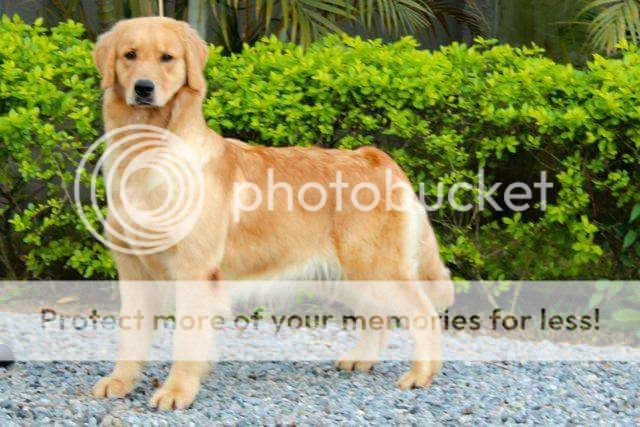 Dog picture