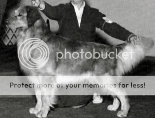 Dog picture