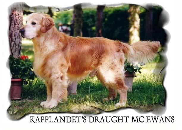 Dog picture