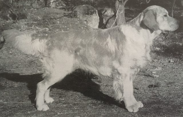 Dog picture