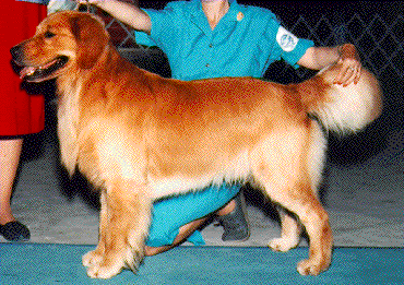 Dog picture