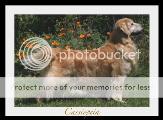 Dog picture