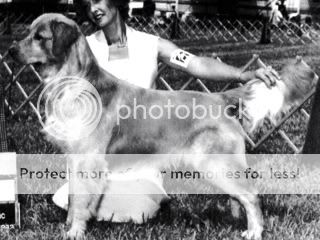 Dog picture