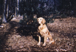 Dog picture