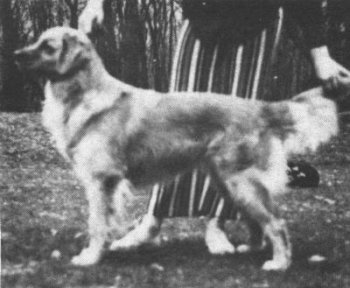 Dog picture