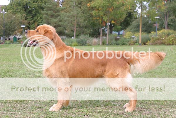 Dog picture